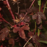Hibiscus acetosella Welw. ex Hiern